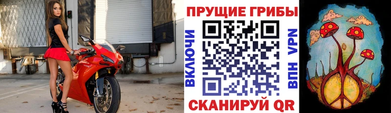 Псилоцибиновые грибы Psilocybine cubensis Сочи
